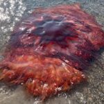 Visitors at a Maine beach spotted this lion's mane jellyfish, which was nearly five feet wide.