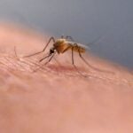 West Nile virus Health officials: State's first West Nile virus-positive mosquito of the year found in Berkshires 2 min read