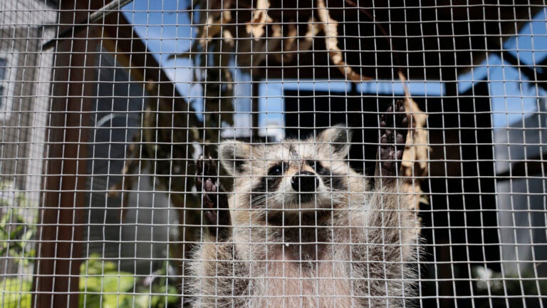 Somerville woman describes violent raccoon attack