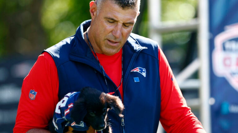 Mike Vrabel Patriots puppy training camp