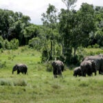 A family of elephants graze in Kenya.