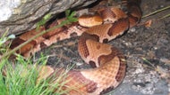 Officials issue warning after venomous snake spotted in Attleboro