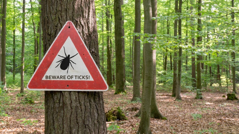 Northeast sees worst summer surge in tick bites in years, CDC says