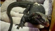 Leaping lizards! Officials warn of water monitor on the loose in Mass. town