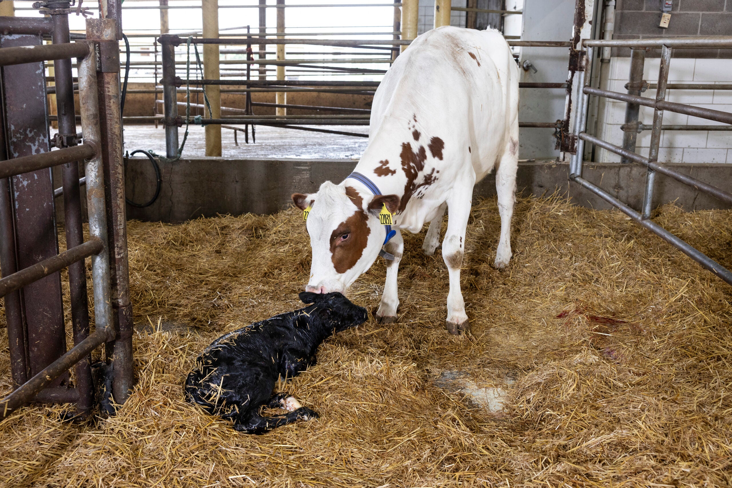 Protein -- About 15 calves are born each day at Norm-E-Lane.
