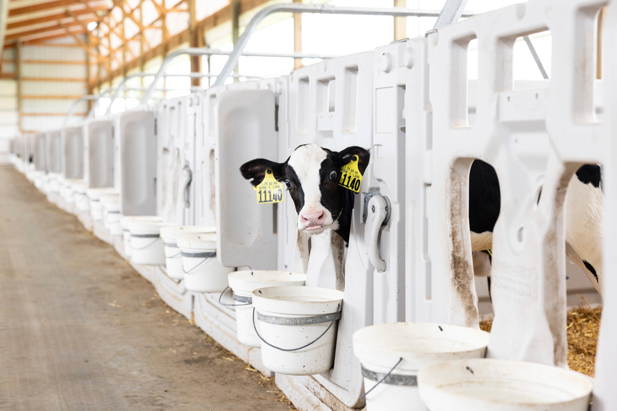 Protein -- The Meissners sell their milk to Nasonville Dairy, about six miles away.