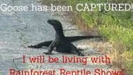 Escaped Webster monitor lizard found after two weeks