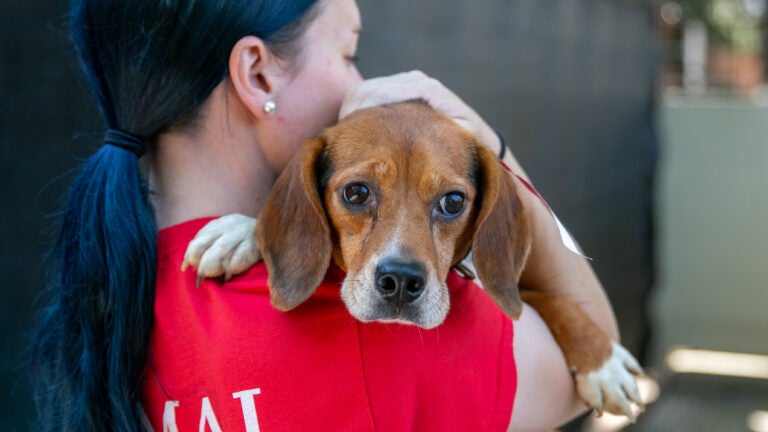 Donations needed after beagles named for bagels surrendered to ARL