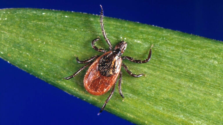 Infant infected with rare tick-borne virus on Martha’s Vineyard