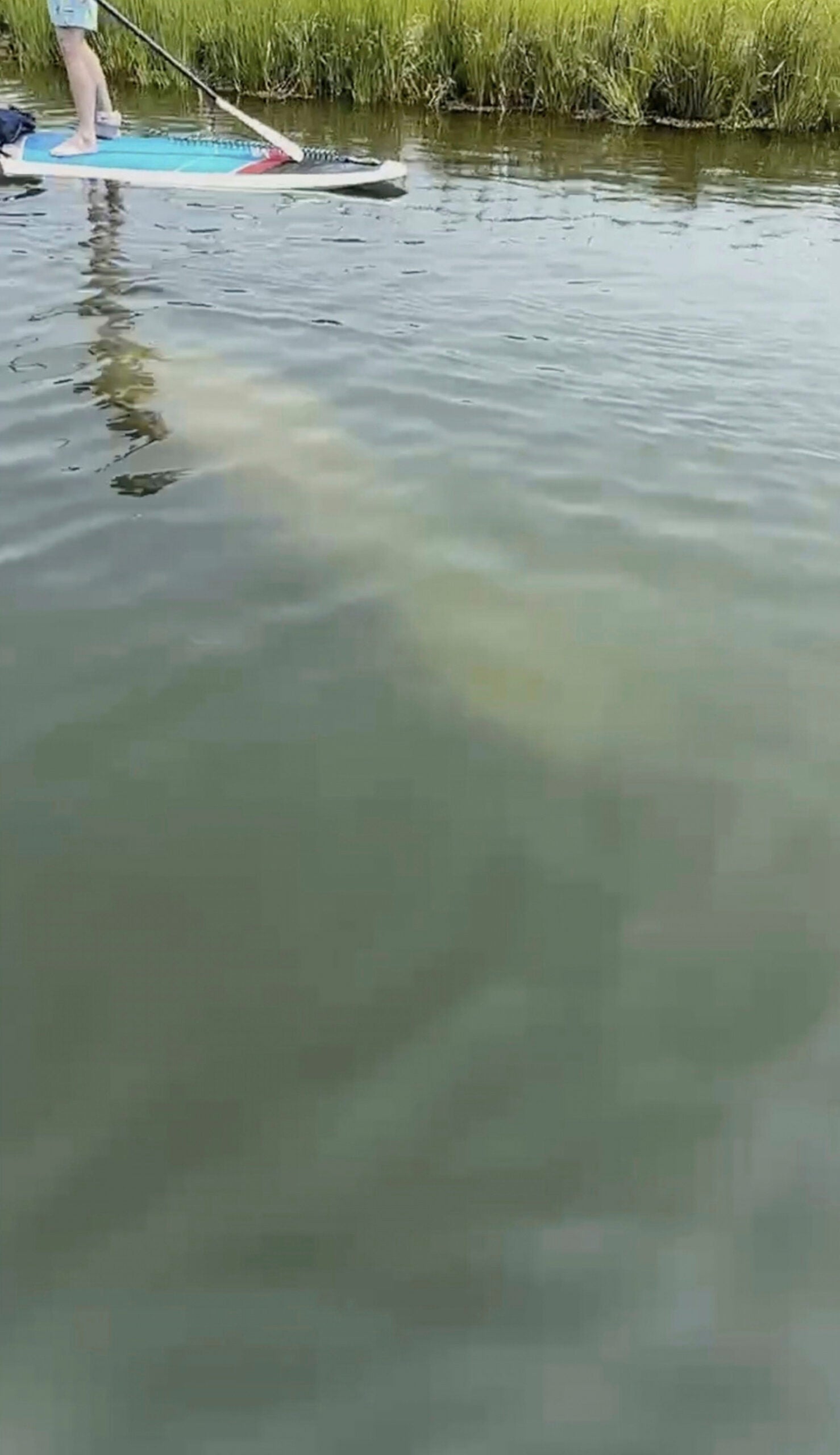 A manatee swimming around a paddle boarder in Seabury Marina. 