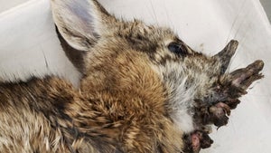 Rabbits with 'horns' in Colorado: Here's what to know