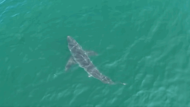 Video: Great white shark sighting near beach prompts warning in Maine