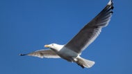 Marauding seagull is now a Connecticut celebrity