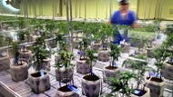 Could legal cannabis be repealed in Massachusetts? What to know.