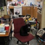 An elderly Rutland woman's home was left in disarray after a woman and her boyfriend allegedly squatted there.