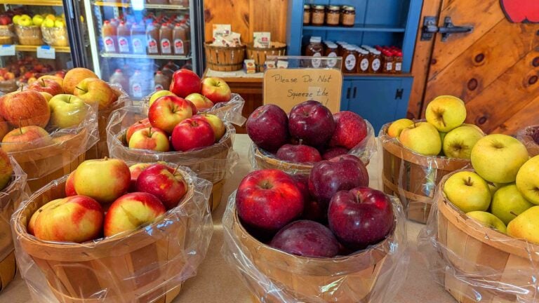 Apple picking reaches new heights in Connecticut
