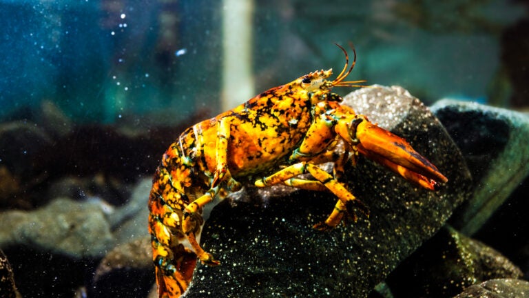 Seasonally appropriate 1-in-30 million orange-and-black lobster caught by Gloucester fisherman