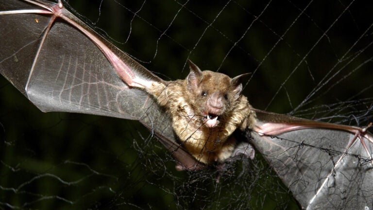 How tiny drones inspired by bats could save lives in dark and stormy conditions