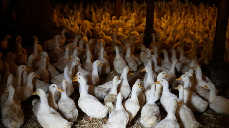 Bird flu is back