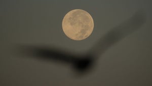 How to spot November's supermoon, the closest of the year