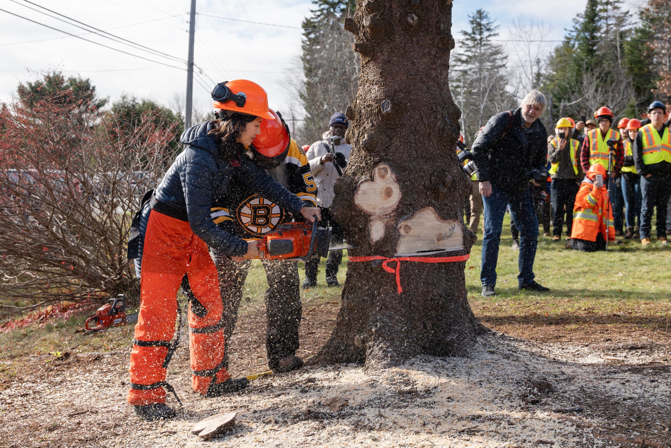 boston.com - Ross Cristantiello - In Canada, Wu helps chop down Boston's Christmas tree