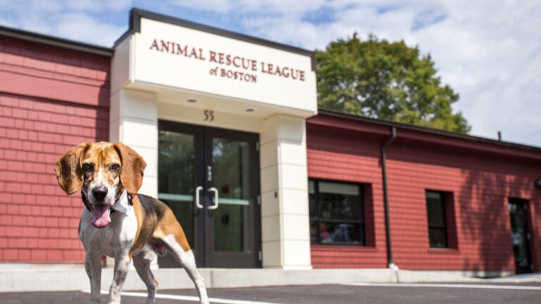The Animal Rescue League of Boston received a $2 million donation to fund construction of its new three-story facility in the South End.