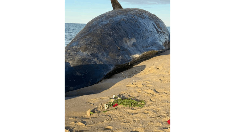 Here's what will happen to the massive sperm whale that washed up dead on Nantucket