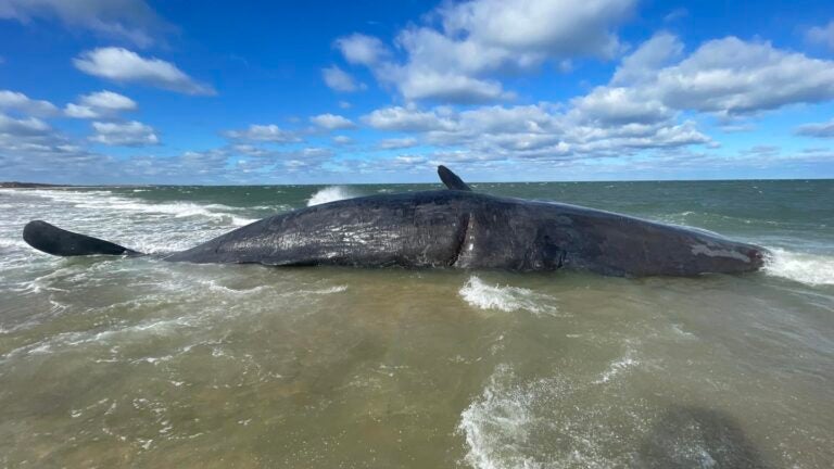 This sperm whale was the first to wash up on Nantucket in more than 20 years.
