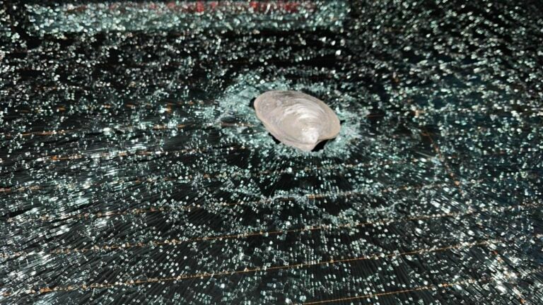 Mass. officer has cruiser window smashed by falling quahog