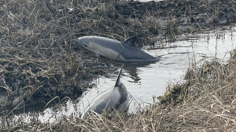 Rescuers save stranded dolphins in Wareham