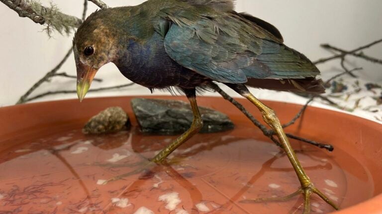 Tropical birds turn up in New England amid high winds