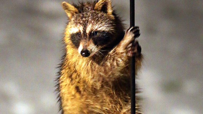 Uproar after Hopedale officer allegedly runs over 'Rocky Raccoon'