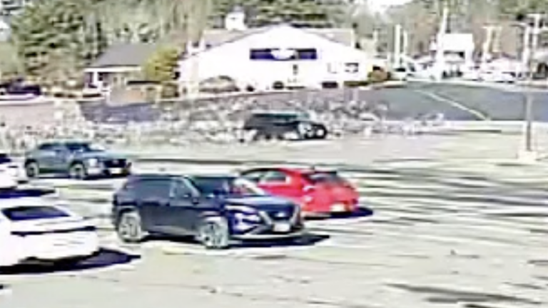 Tewksbury police search for driver who allegedly mowed down flock of seagulls on purpose