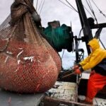 James Rich maneuvers a bulging net full of northern shrimp caught in the Gulf of Maine.