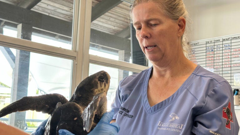 24 endangered sea turtles recovering in Florida after cold stunning off Cape Cod