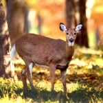 Officials have announced that this winter's deer hunting season will be expanded on Martha's Vineyard and Nantucket.