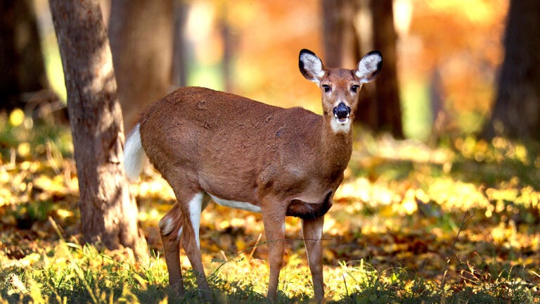 Officials have announced that this winter&#039;s deer hunting season will be expanded on Martha&#039;s Vineyard and Nantucket.