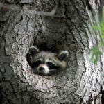 The raccoon pictured here in 2023 has a clean record as far as Watertown police are concerned.