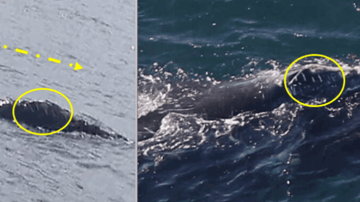 boston.com - Darin Zullo - Endangered whale that traveled 3,000 miles from Ireland spotted off Boston's coast