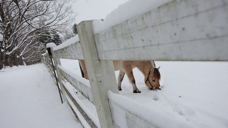 boston.com - Chad Finn - Local Verizon Fios subscribers in danger of missing out on Sunday's Patriots-Jets game
