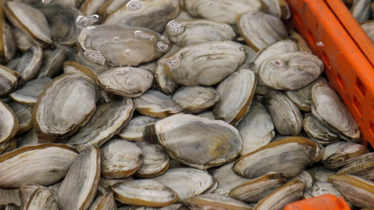 Parts of Boston Harbor meet shellfish consumption standards for first time in 100 years, state says插图 Shellfish