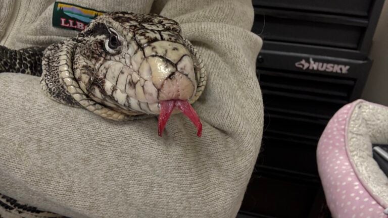 Rhode Island man finds exotic lizard while shoveling driveway