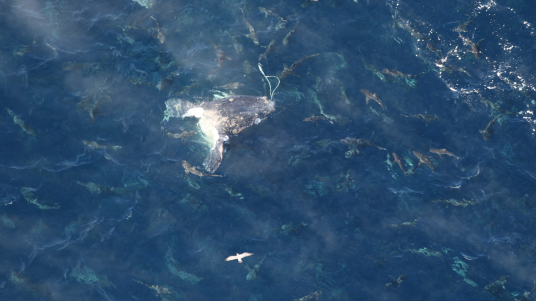 Entangled right whale found dead off North Carolina coast插图 Entangled right whale found dead off North Carolina coast插图