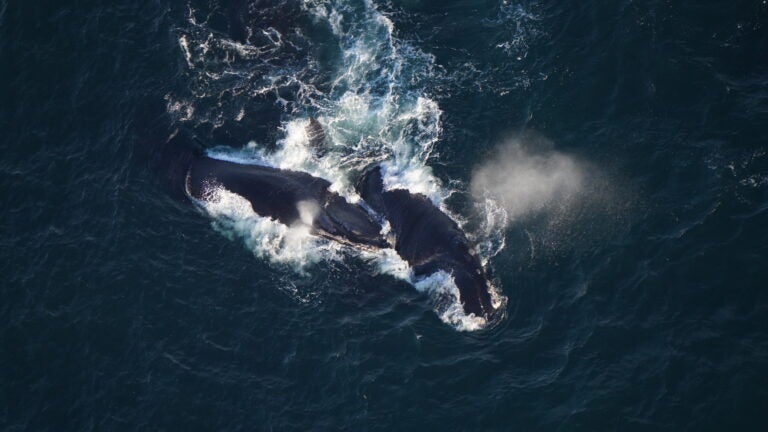 Scientists spot dozens of endangered right whales in Mass. waters
