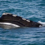 A North Atlantic right whale feeds on the surface of Cape Cod bay.