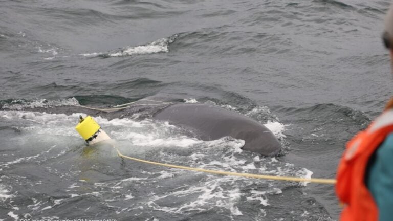 Public urged to report sightings of entangled right whale
