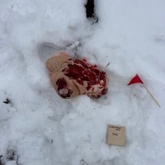 নিউটন পার্কে শূকরের টুকরো পাওয়া যাওয়ার পর তদন্ত করছে পুলিশ নিউটন পার্কে শূকরের টুকরো পাওয়া যাওয়ার পর তদন্ত করছে পুলিশ