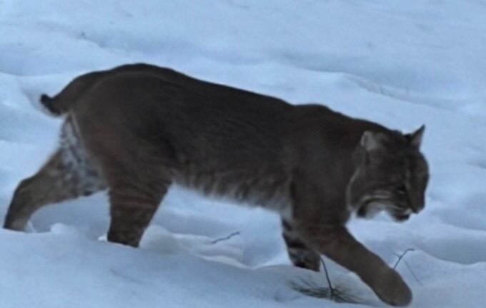 Greater Boston town issues guidance after bobcat sighting