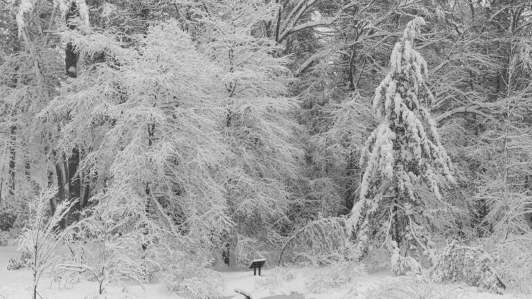 Ask the Gardener: How snow cover can benefit your garden come spring