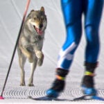 Milan Cortina Olympics Dog Cross-Country Skiing